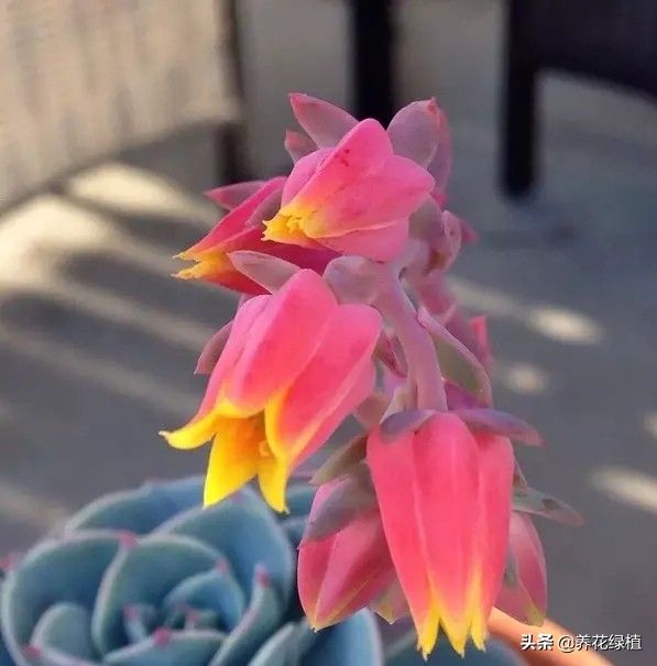 多肉植物开花好不好(多肉植物开花好不好看)