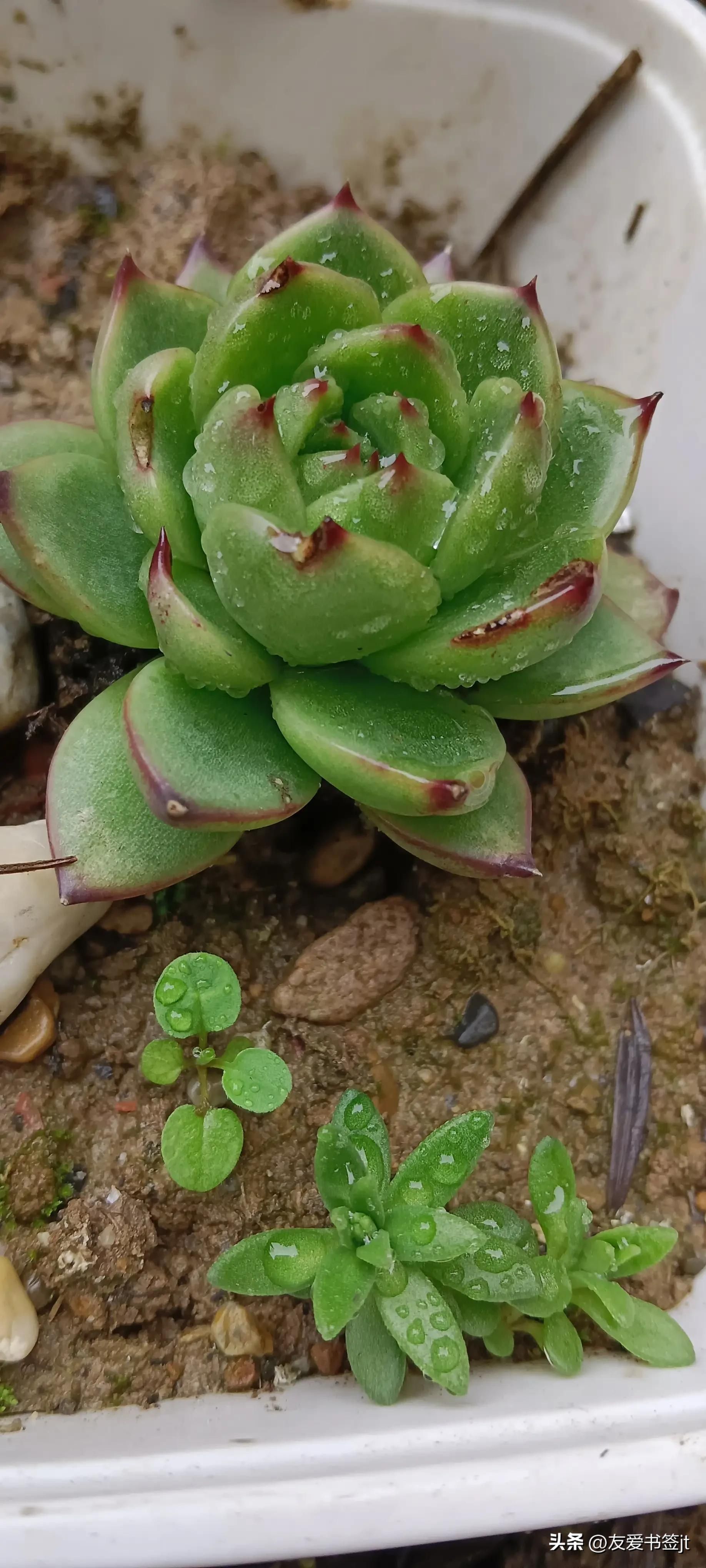 多肉植物怎么养 多肉植物怎么养多肉怕晒吗