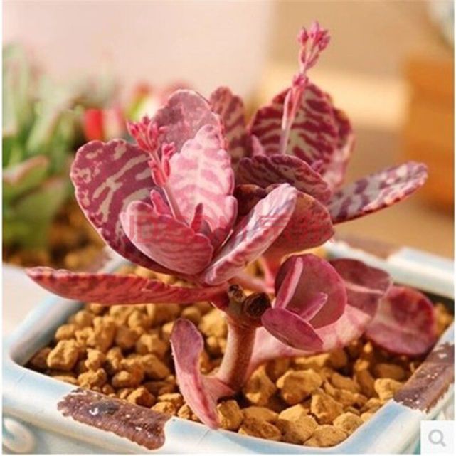 家居养花：多肉开花也超级萌，6种能开花的多肉植物！