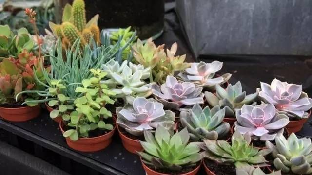 繁殖多肉植物最简单的3种方法 多肉植物的繁殖方法 – 多肉联萌