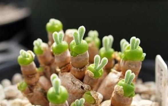 养多肉植物很简单-养多肉植物的经验